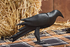 Iron Crow Set of 2